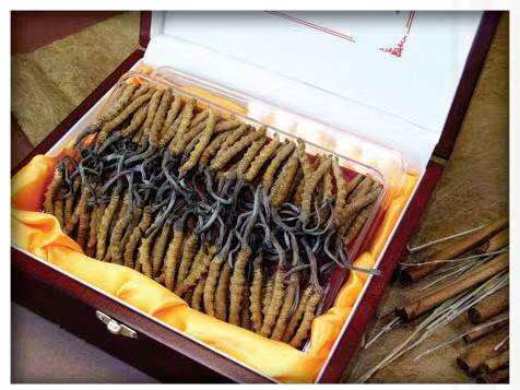 潮安冬虫夏草回收